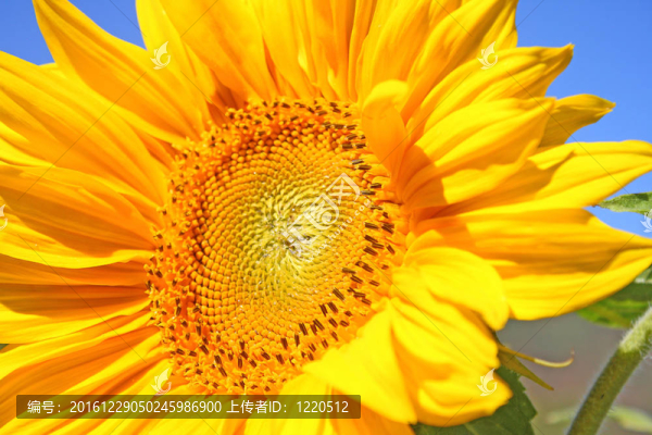 太陽花