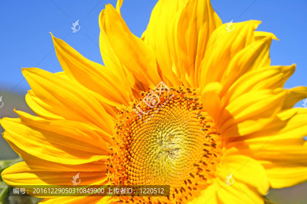 太陽花