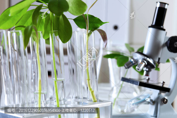 在綠色植物生物學(xué)實(shí)驗(yàn)室