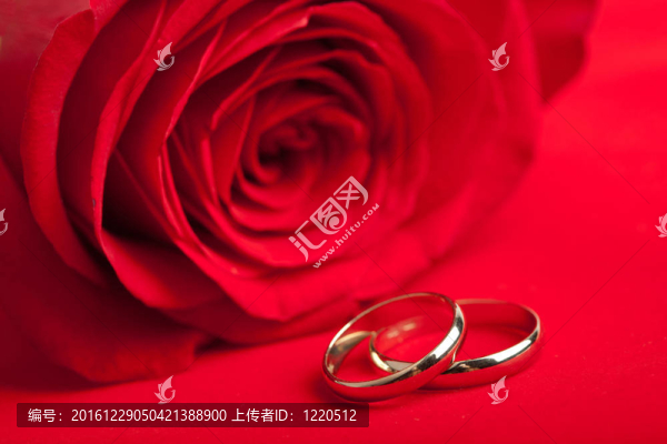 金戒指和紅玫瑰