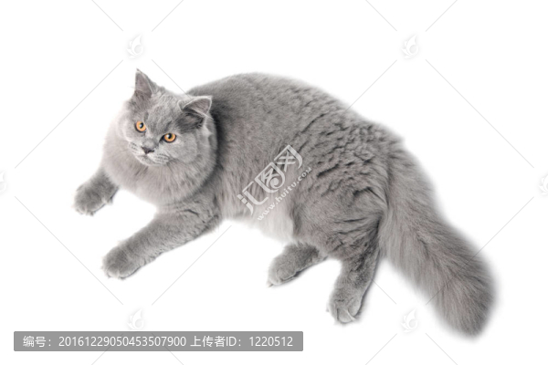 可愛的英國貓