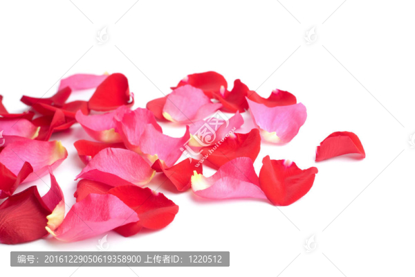 紅色和粉紅色的花瓣