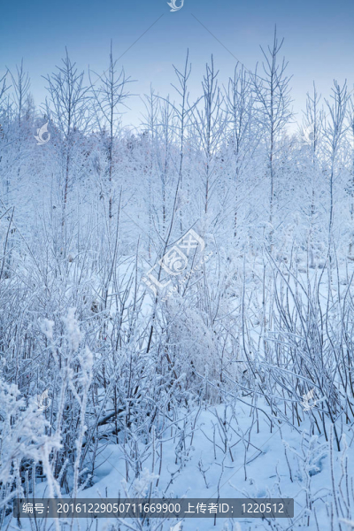 多雪的冬季景觀