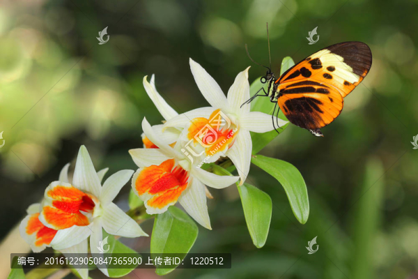 郵差蝴蝶和蘭花