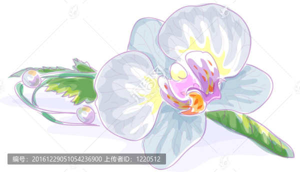 婚禮胸花的蘭花。