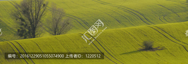 綠樹與田野