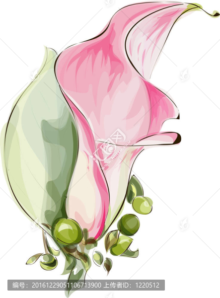 Pink,Calla。