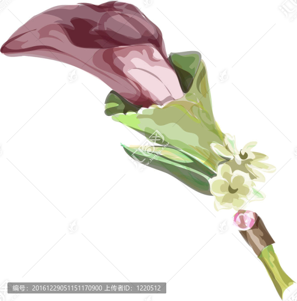 Calla,burgundy的顏色。