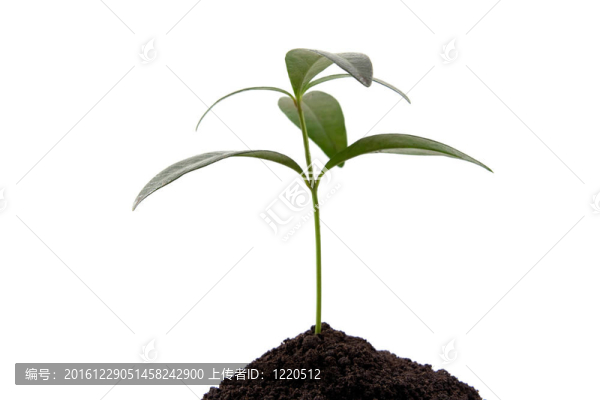 綠色植物