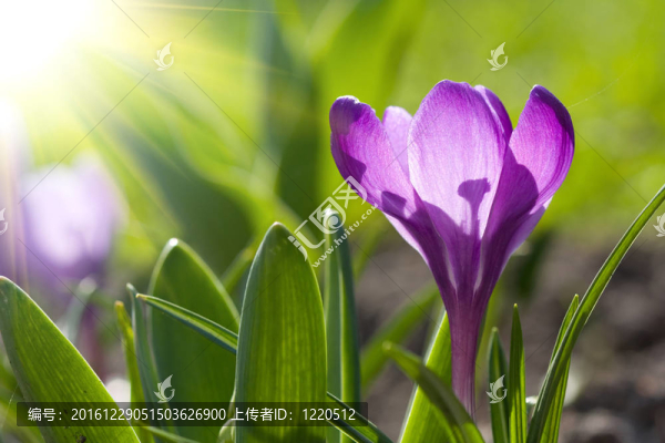 春番紅花