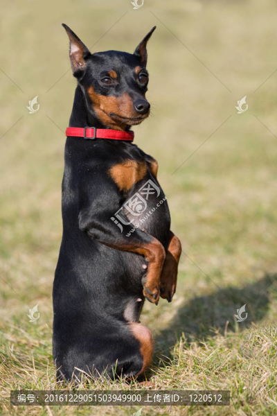 迷你杜賓犬