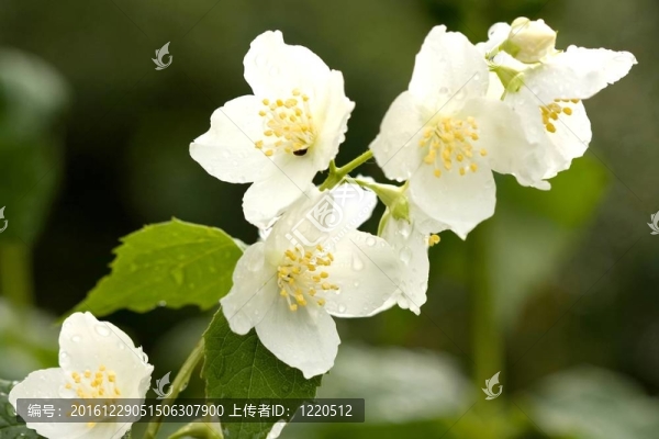 茉莉花
