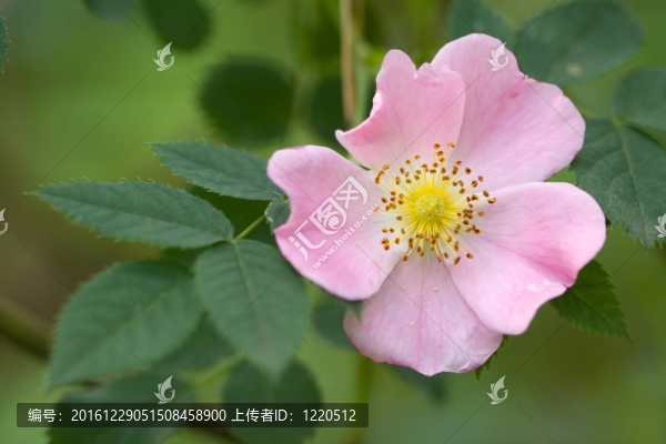 野玫瑰