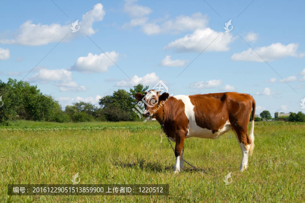 奶牛場