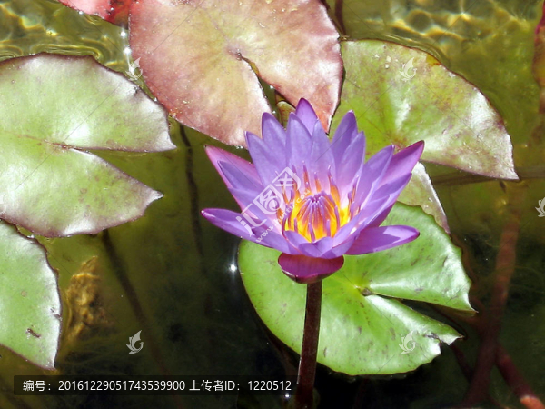 甘紫蓮花2007