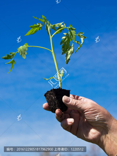 種植番茄