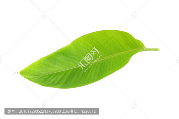 白色背景的香蕉葉。