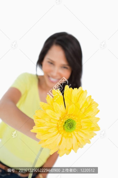 靠近一個黃色非洲菊保持一個年輕的女人