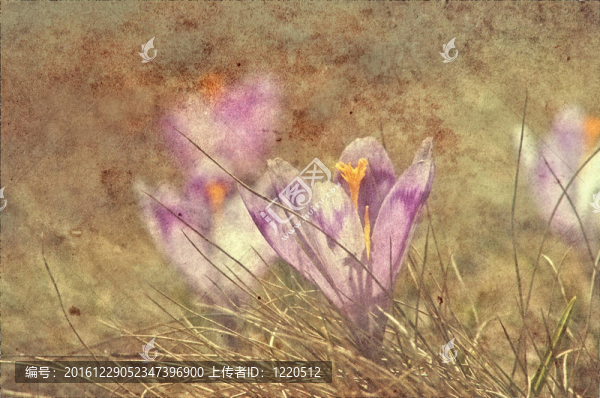 老式的番紅花的花