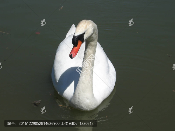 多倫多美麗天鵝2007