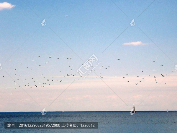 多倫多白鵝2008五月