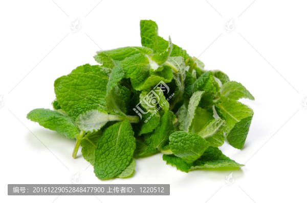 蘋果薄荷