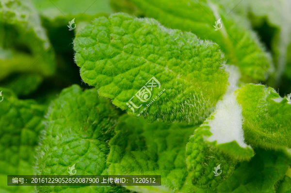 蘋果薄荷