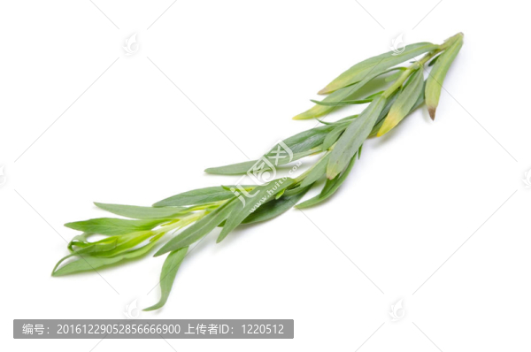 龍蒿