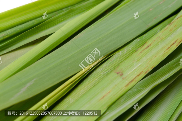 檸檬草