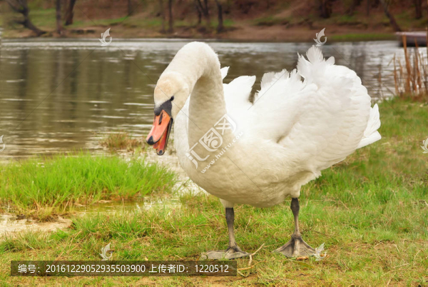 天鵝準(zhǔn)備攻擊的嘶嘶聲和站在草地上