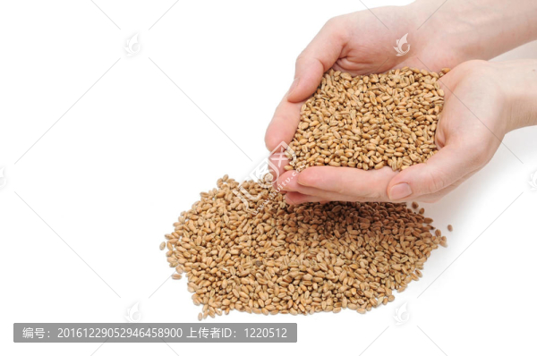 白色背景上的谷粒