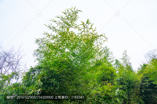 冬天的竹葉