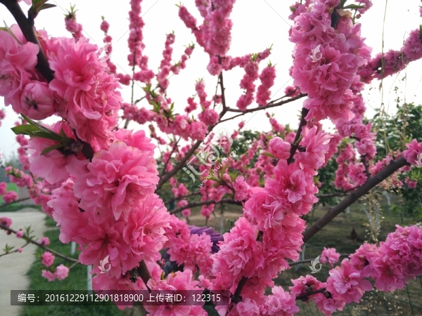 纓花