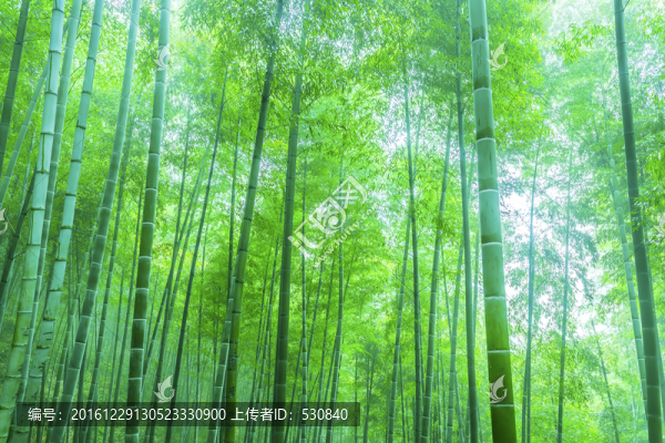 竹子竹林