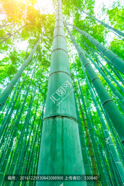 竹子竹林