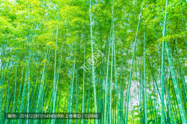 竹子竹林