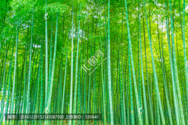 竹子竹林