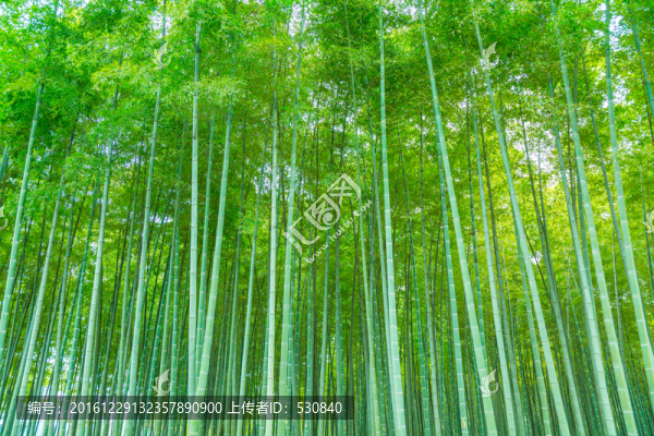 竹子竹林