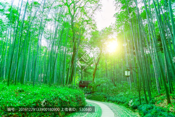 竹子竹林
