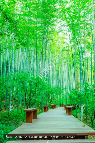 竹子竹林