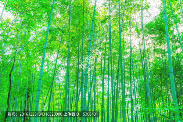 竹子竹林