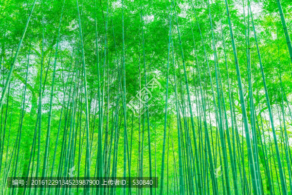 竹子竹林