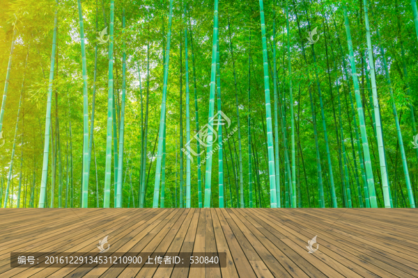 竹子竹林
