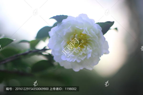 山茶花