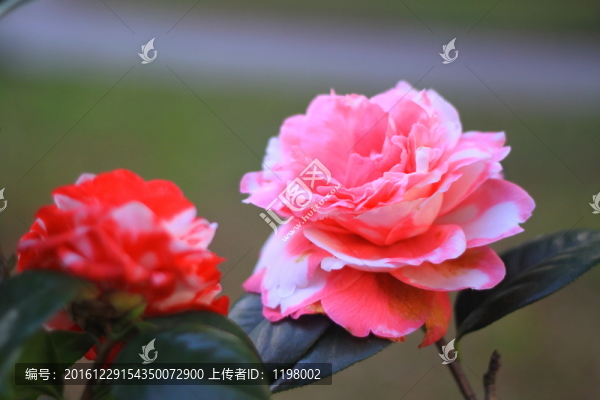 山茶花