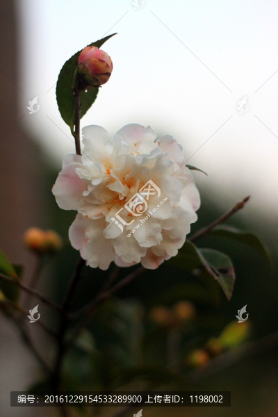 山茶花