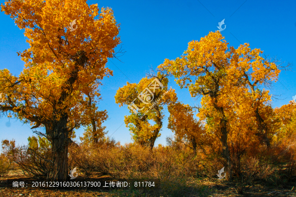 新疆胡楊林