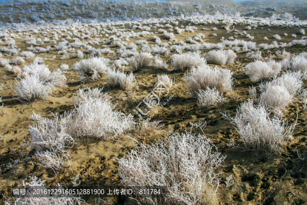 新疆沙漠冬雪草地