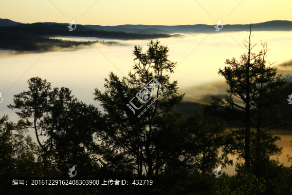樹(shù)林云海日出