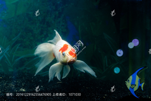 錦鯉魚